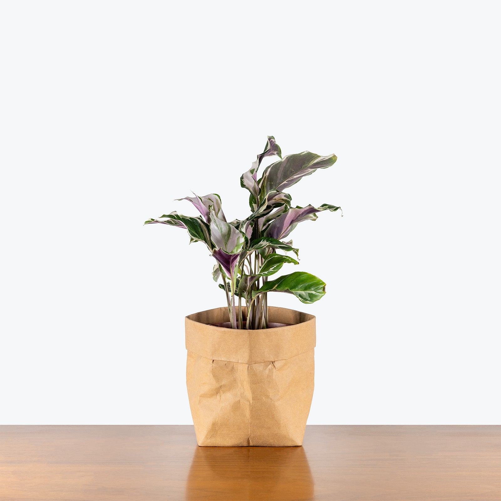 Calathea Stella | Care Guide and Pro Tips - Delivery from Toronto across Canada - JOMO Studio