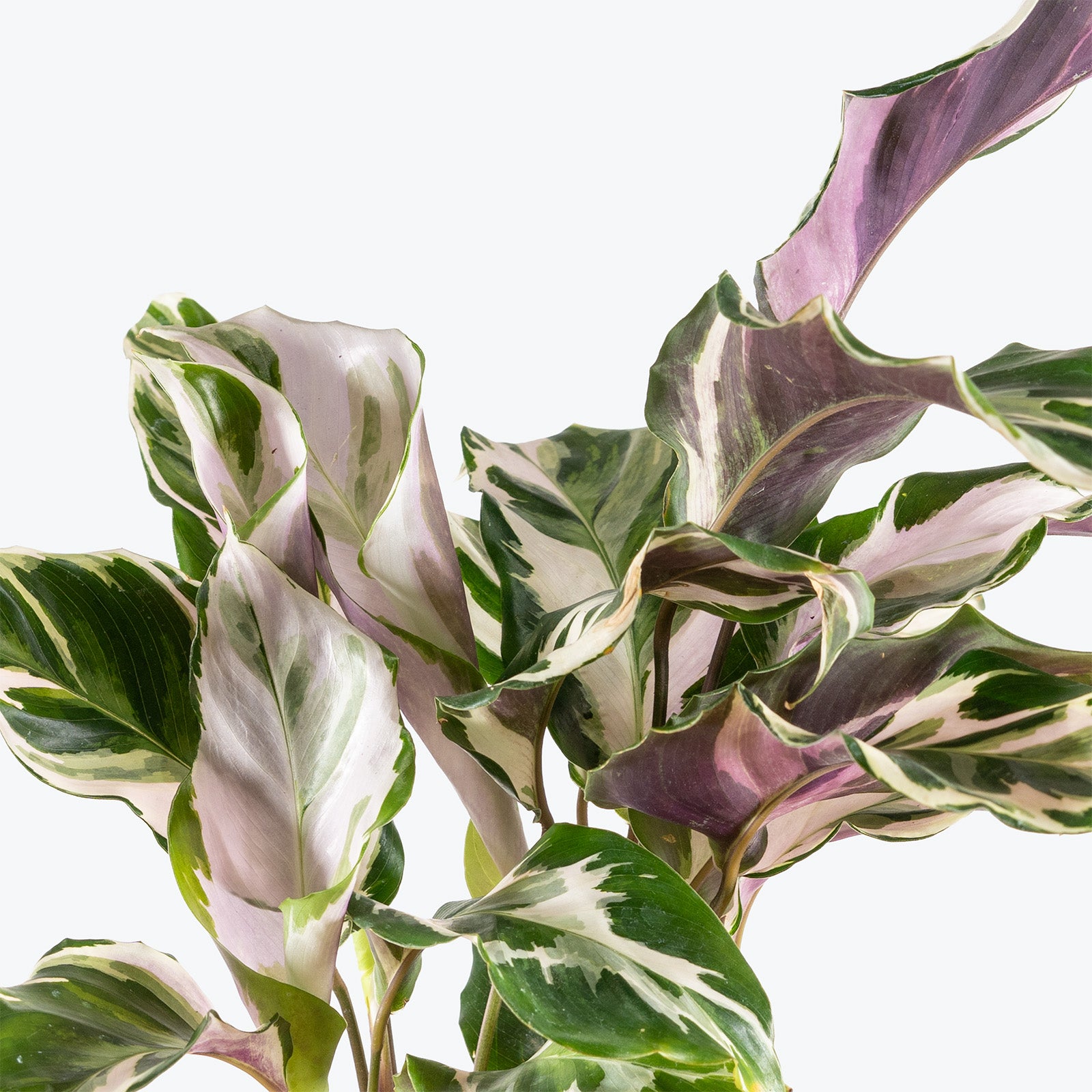 Calathea Stella | Care Guide and Pro Tips - Delivery from Toronto across Canada - JOMO Studio