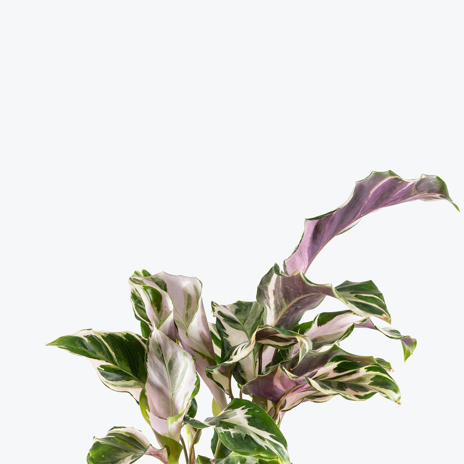 Calathea Stella | Care Guide and Pro Tips - Delivery from Toronto across Canada - JOMO Studio
