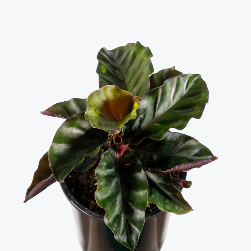 Calathea Velvet Glory | Care Guide and Pro Tips - Delivery from Toronto across Canada - JOMO Studio