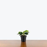 Calathea Green Goddess — 4" Pot
