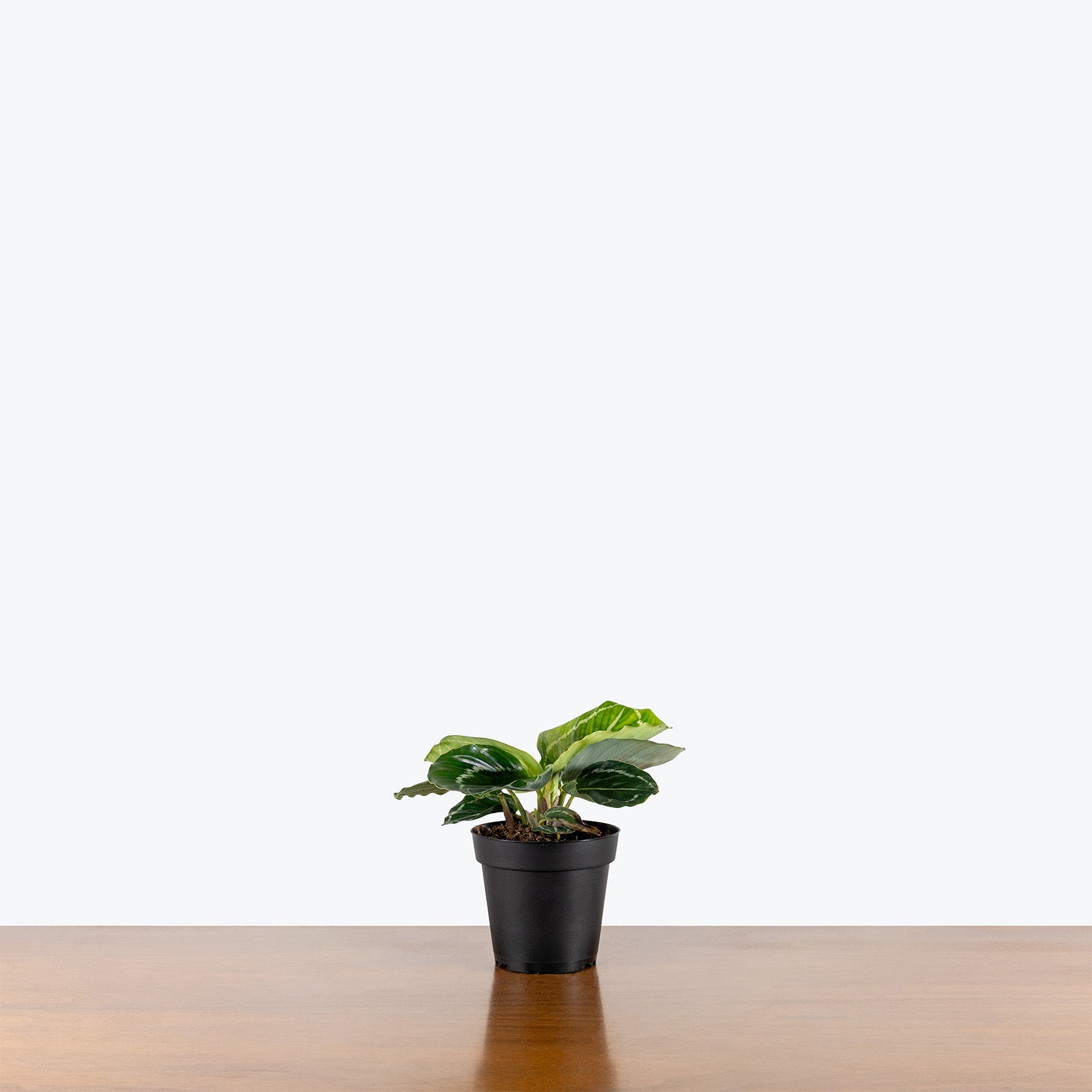Calathea Green Goddess | Care Guide and Pro Tips - Delivery from Toronto across Canada - JOMO Studio