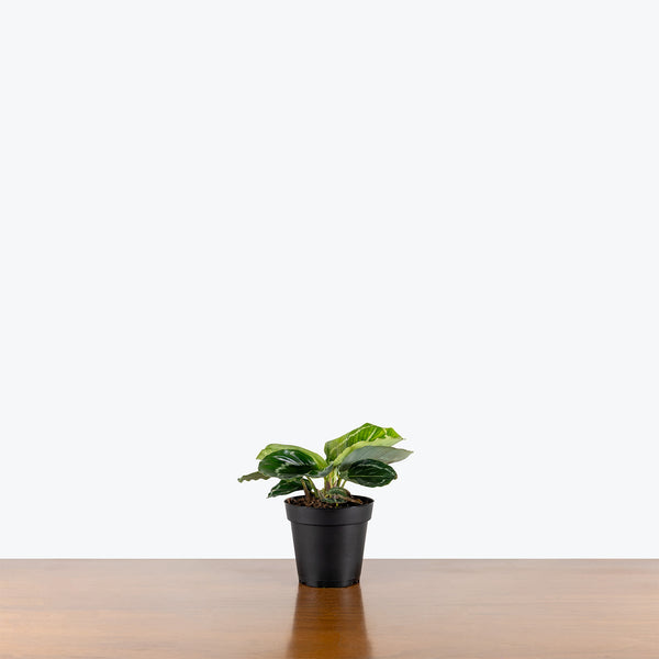 Calathea Green Goddess | Care Guide and Pro Tips - Delivery from Toronto  across Canada