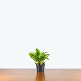 Calathea Leopardina — 4" Pot