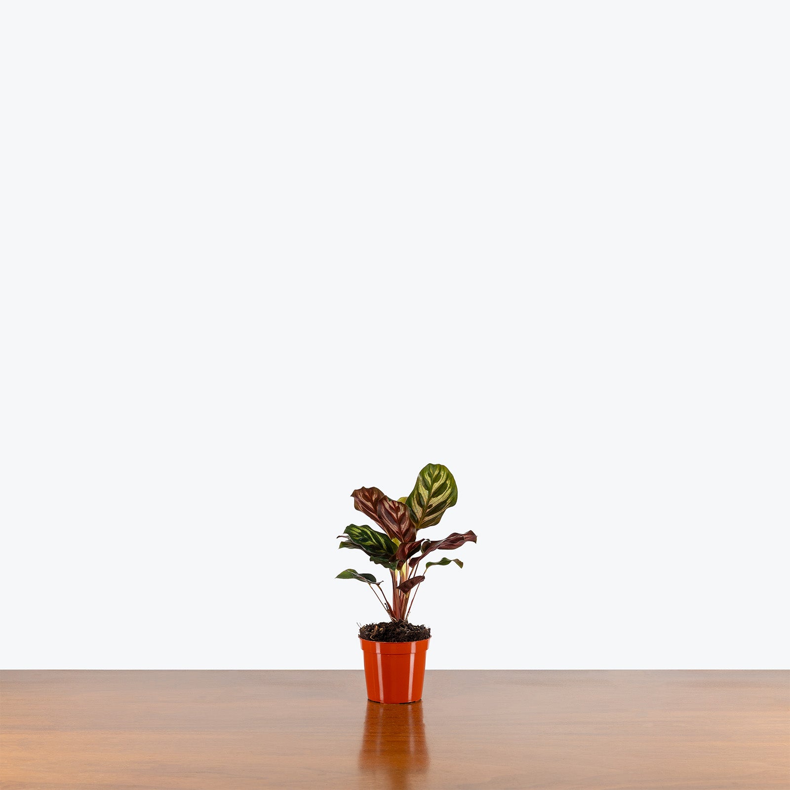 Calathea Makoyana Peacock | Care Guide and Pro Tips - Delivery from Toronto across Canada - JOMO Studio