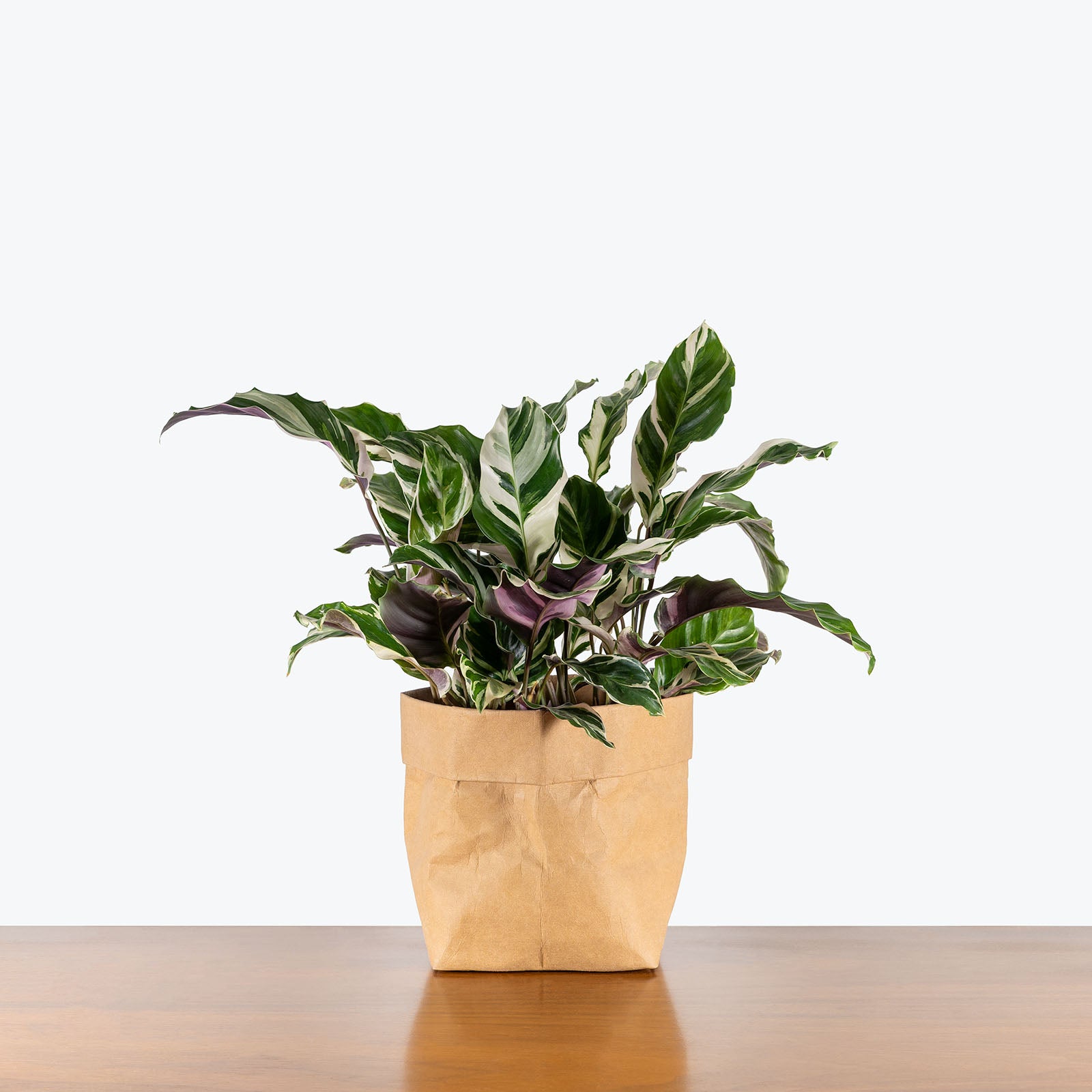 Calathea White Fusion | Care Guide and Pro Tips - Delivery from Toronto across Canada - JOMO Studio