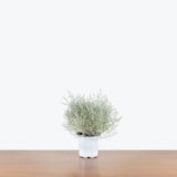 Calocephalus Brownii Silver Bush — 4" Pot