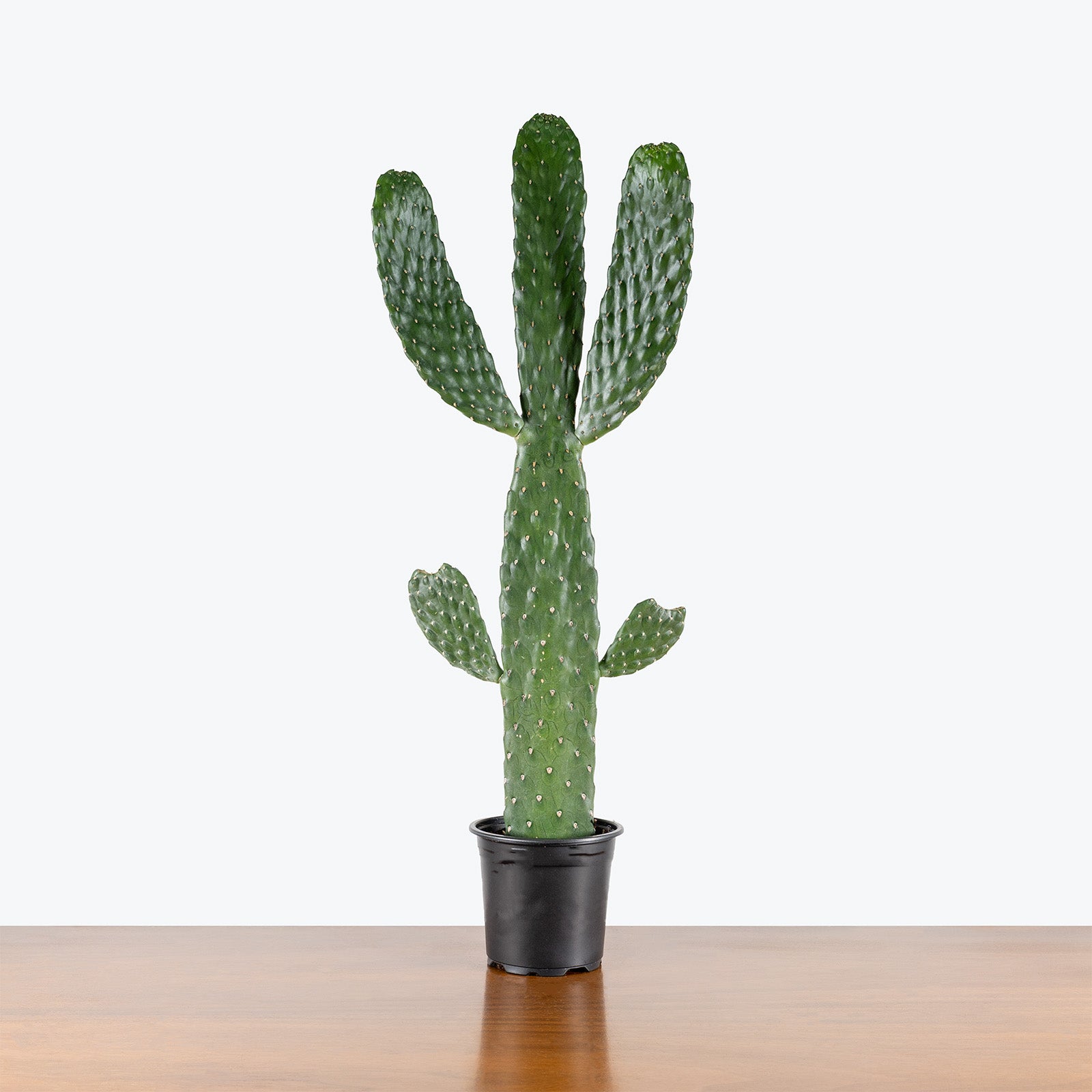 Caribbean Tree Cactus | Care Guide and Pro Tips - Delivery from Toronto across Canada - JOMO Studio