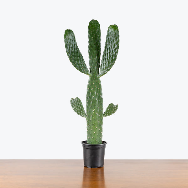 Caribbean Tree Cactus | Care Guide and Pro Tips - Delivery from Toronto  across Canada