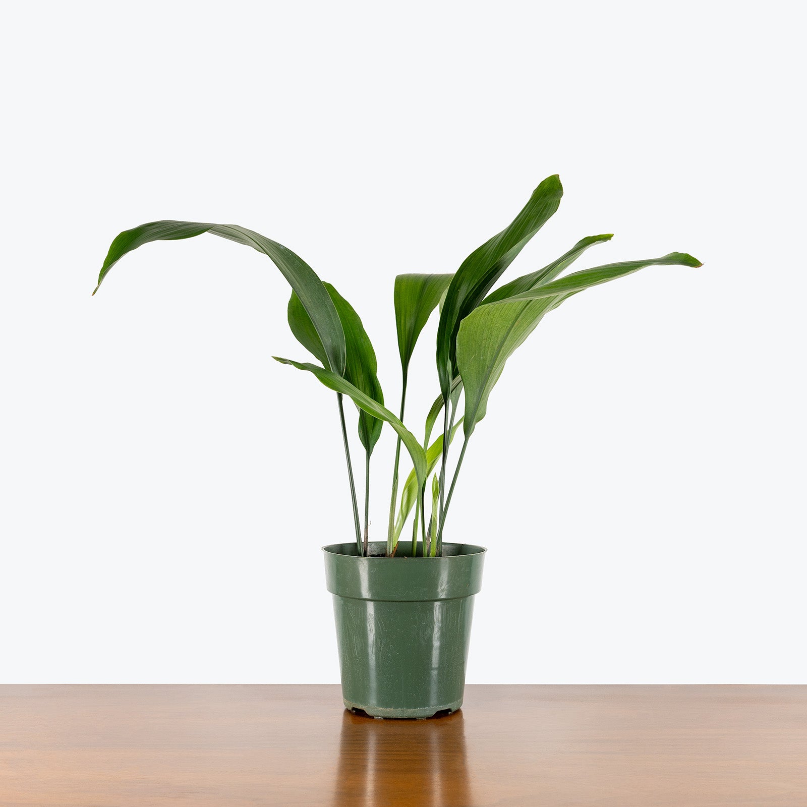 Cast Iron plant | Aspidistra Elatior | Care Guide and Pro Tips - Delivery from Toronto across Canada - JOMO Studio