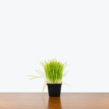 Cat Grass — 4" Pot