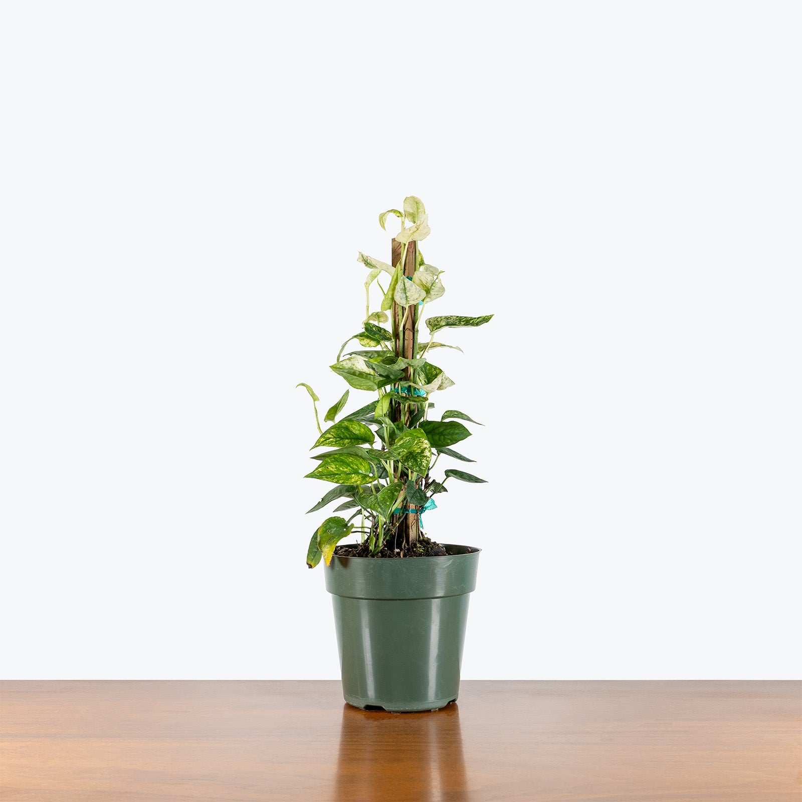 Cebu Blue Ghost | Care Guide and Pro Tips - Delivery from Toronto across Canada - JOMO Studio