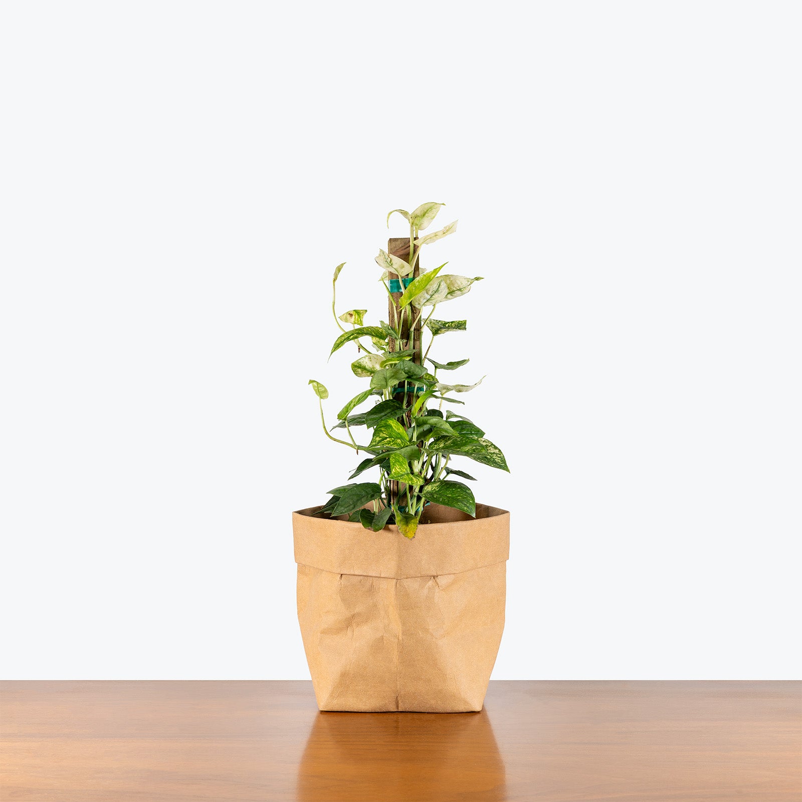 Cebu Blue Ghost | Care Guide and Pro Tips - Delivery from Toronto across Canada - JOMO Studio