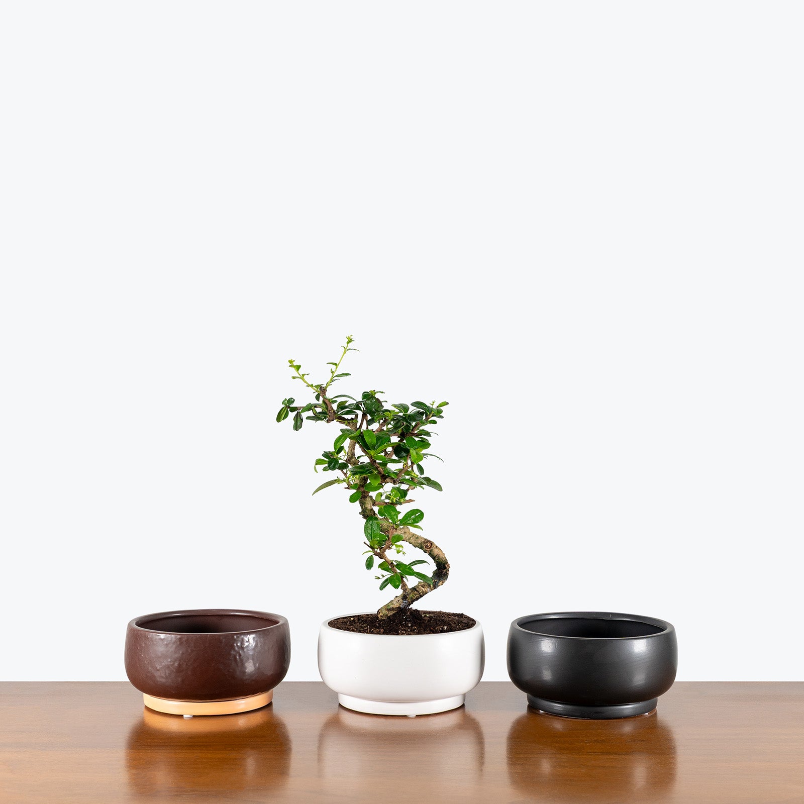 Ceramic Bonsai Planter Bowl - House Plants Delivery Toronto - JOMO