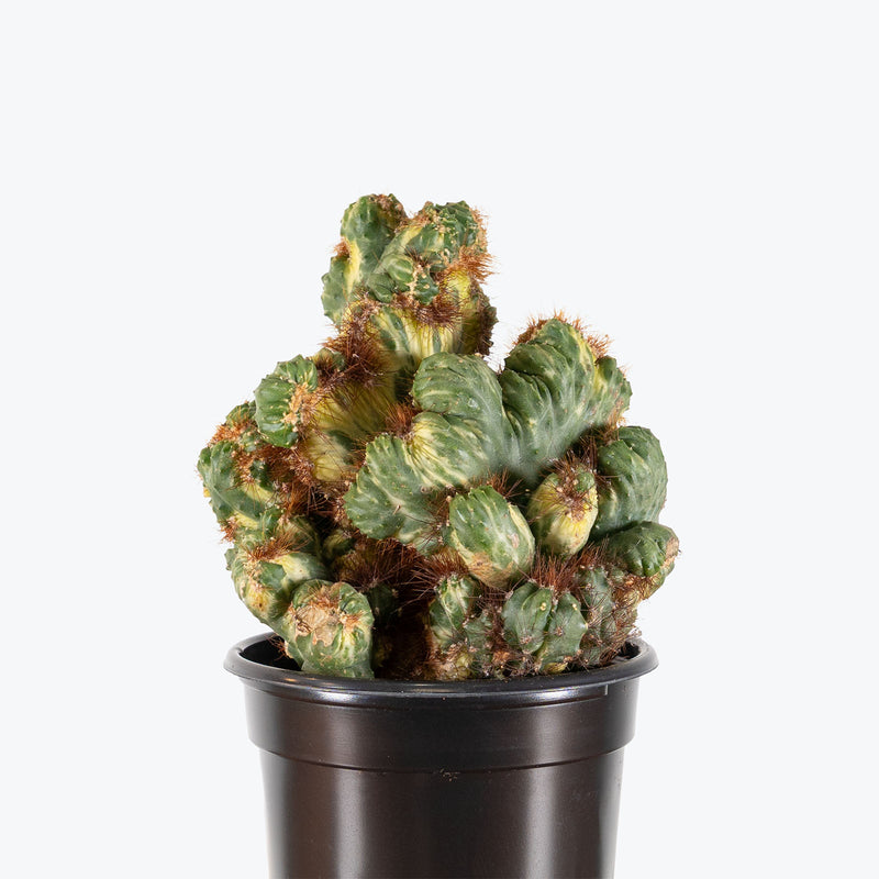Cereus Monstrose Variegated | Care Guide and Pro Tips - Delivery from Toronto across Canada - JOMO Studio