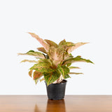 Chinese Evergreen Cleopatra — 6" Pot (smaller than picture)