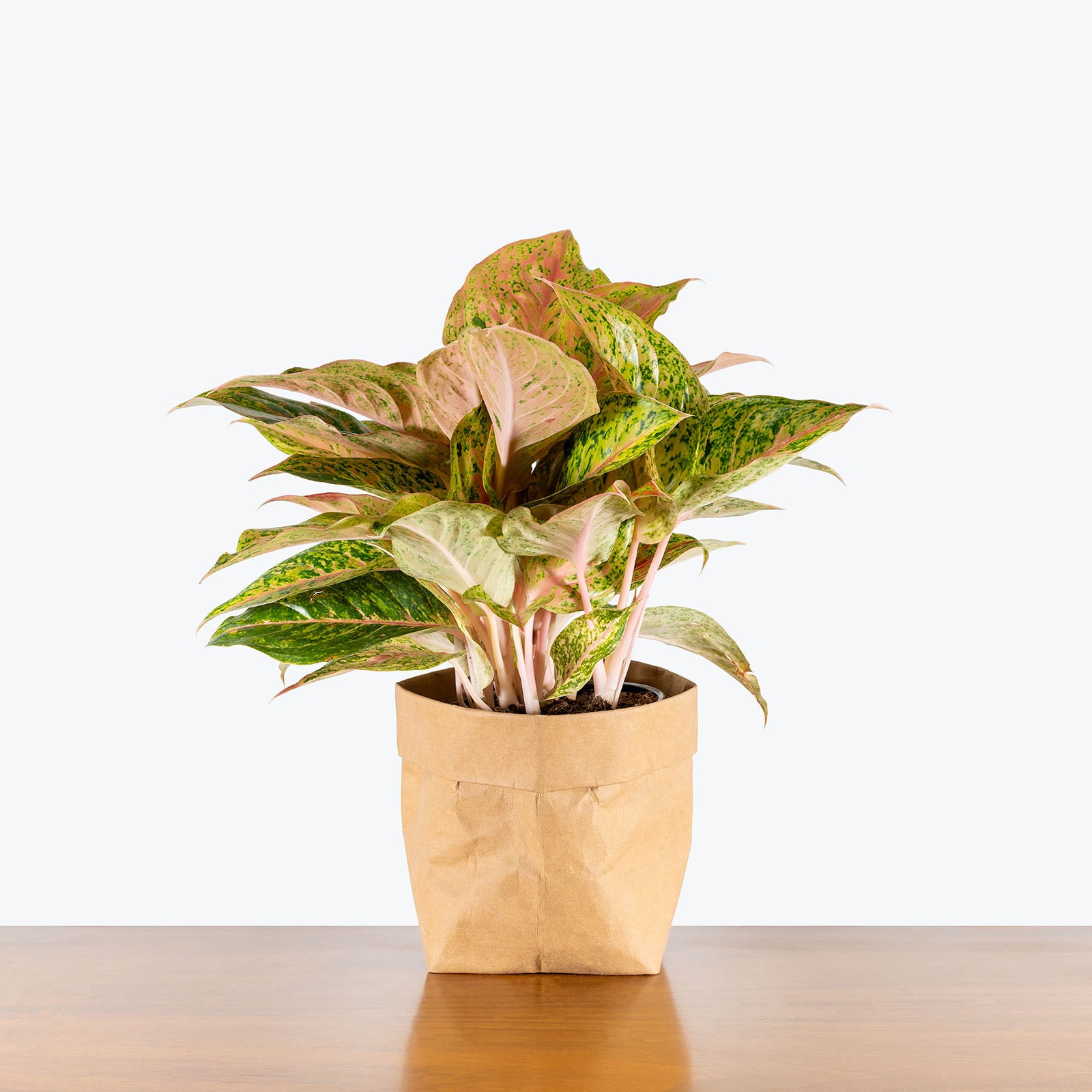 Chinese Evergreen Aglaonema Cleopatra | Care Guide and Pro Tips - Delivery from Toronto across Canada - JOMO Studio