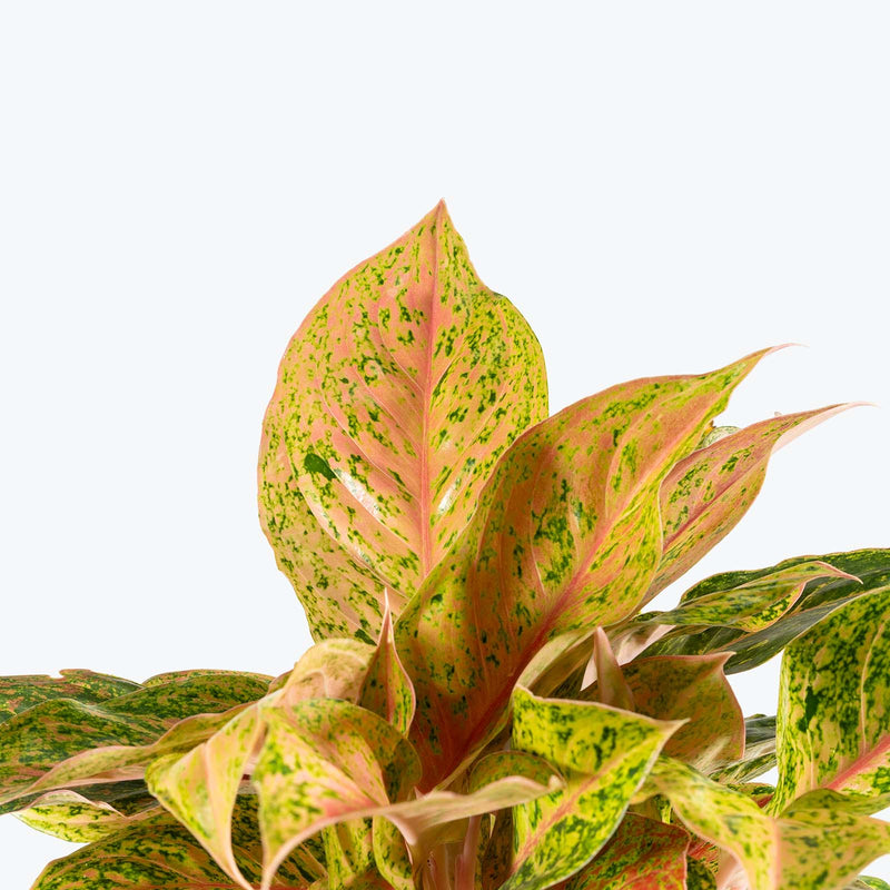 Chinese Evergreen Aglaonema Cleopatra | Care Guide and Pro Tips - Delivery from Toronto across Canada - JOMO Studio