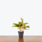 Chinese Evergreen Golden Fluorite — 5" Pot (smaller than picture)