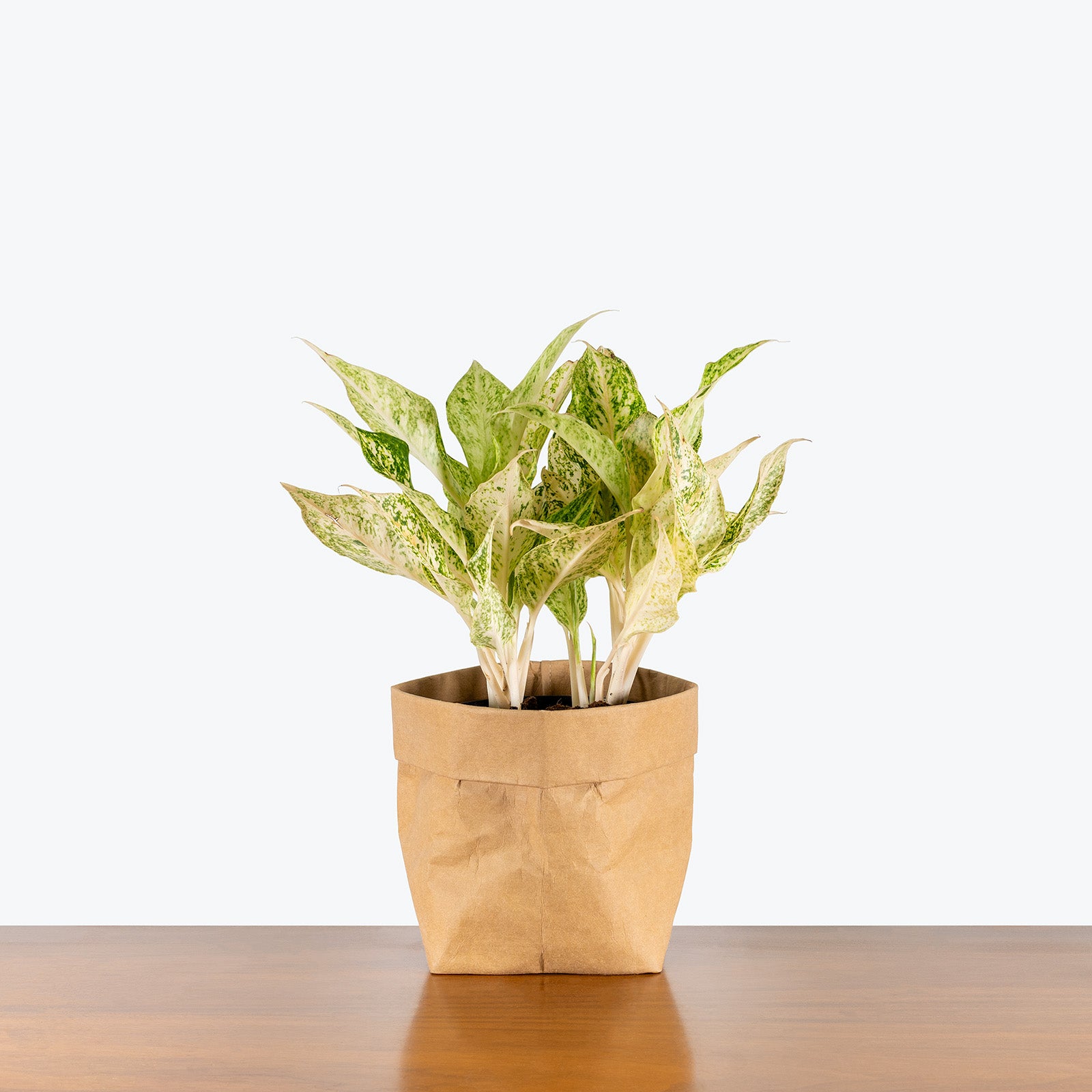 Chinese Evergreen Aglaonema Lochai | Care Guide and Pro Tips - Delivery from Toronto across Canada - JOMO Studio