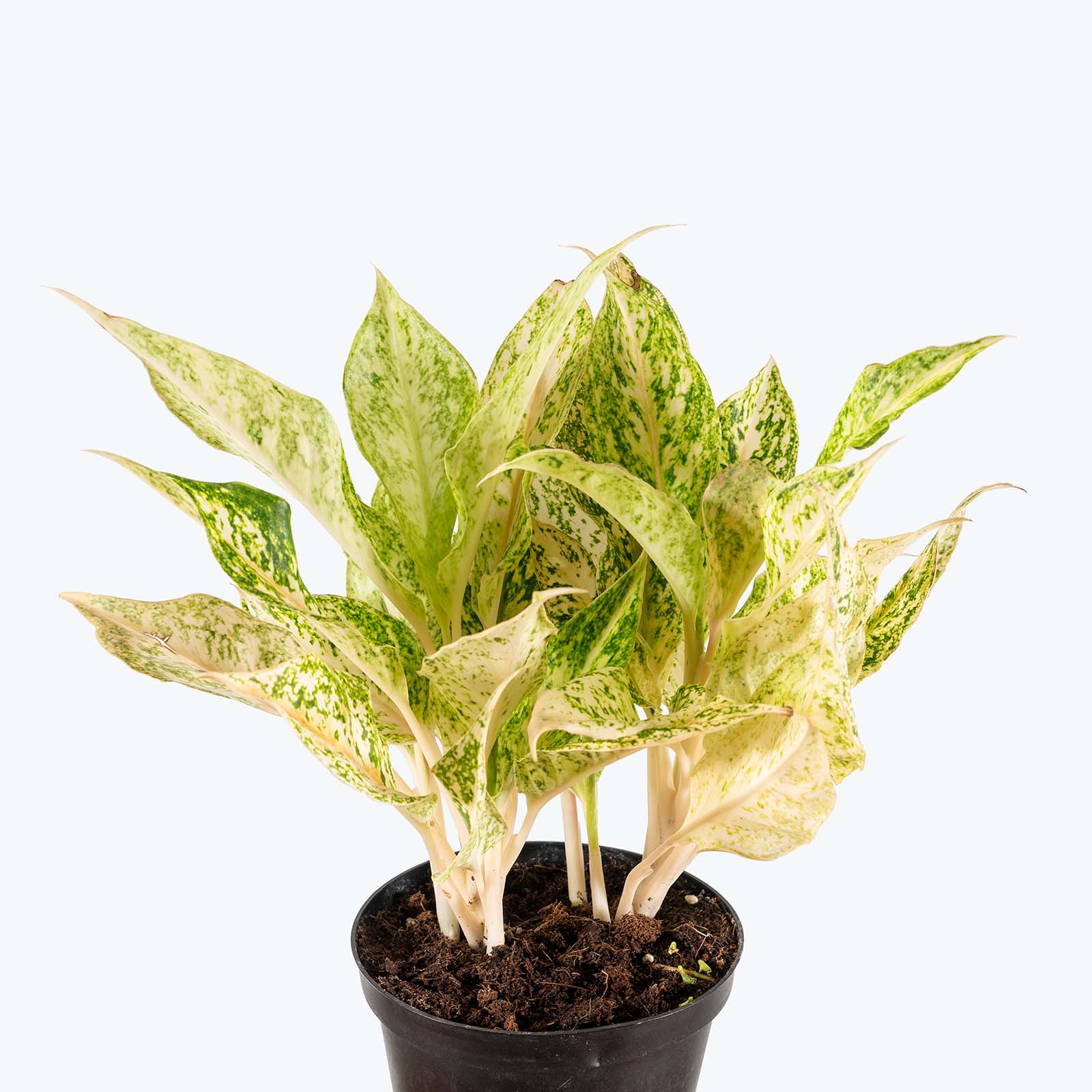 Chinese Evergreen Aglaonema Lochai | Care Guide and Pro Tips - Delivery from Toronto across Canada - JOMO Studio