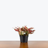 Chinese Evergreen Red Majesty — 6" Pot