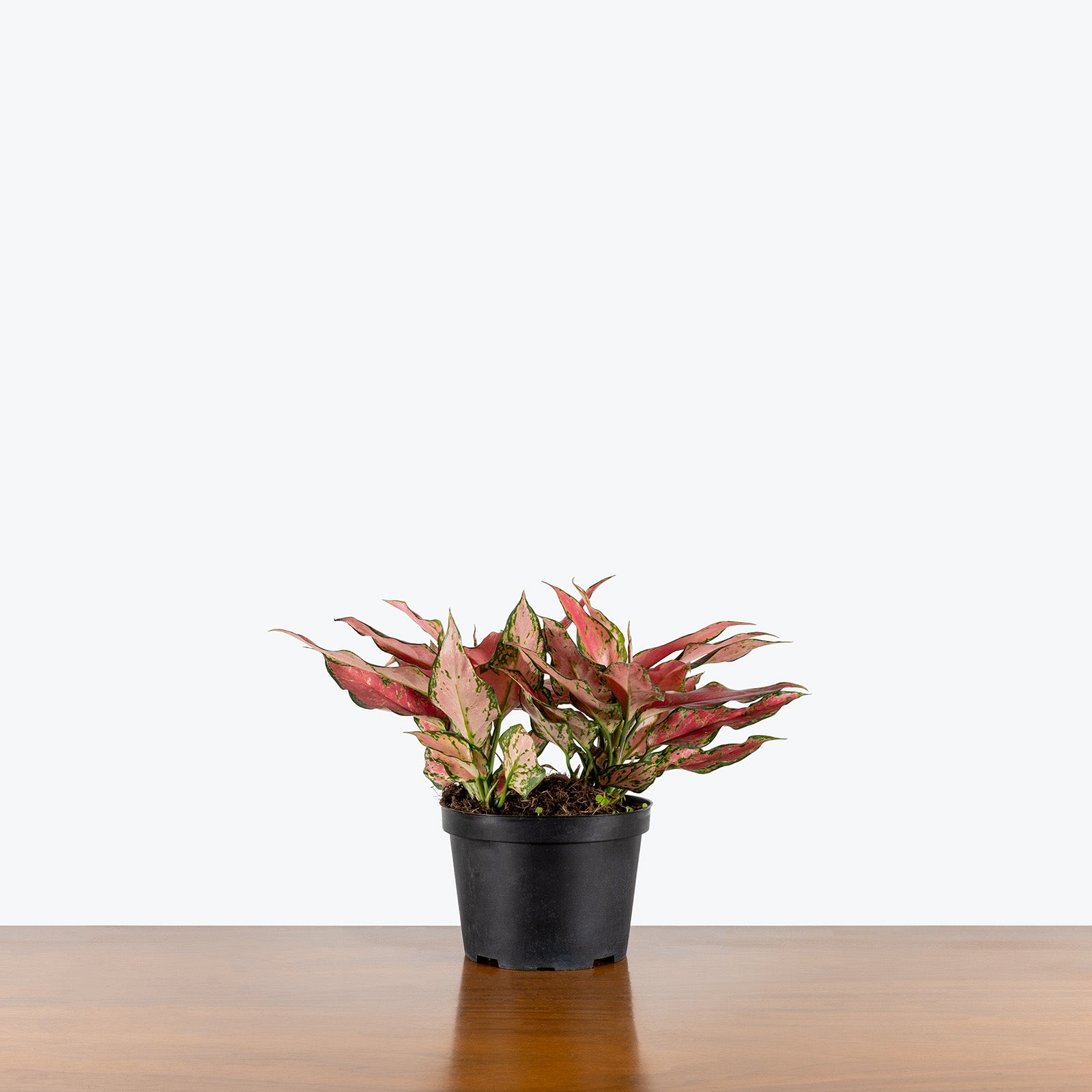 Chinese Evergreen Aglaonema Red Majesty | Care Guide and Pro Tips - Delivery from Toronto across Canada - JOMO Studio