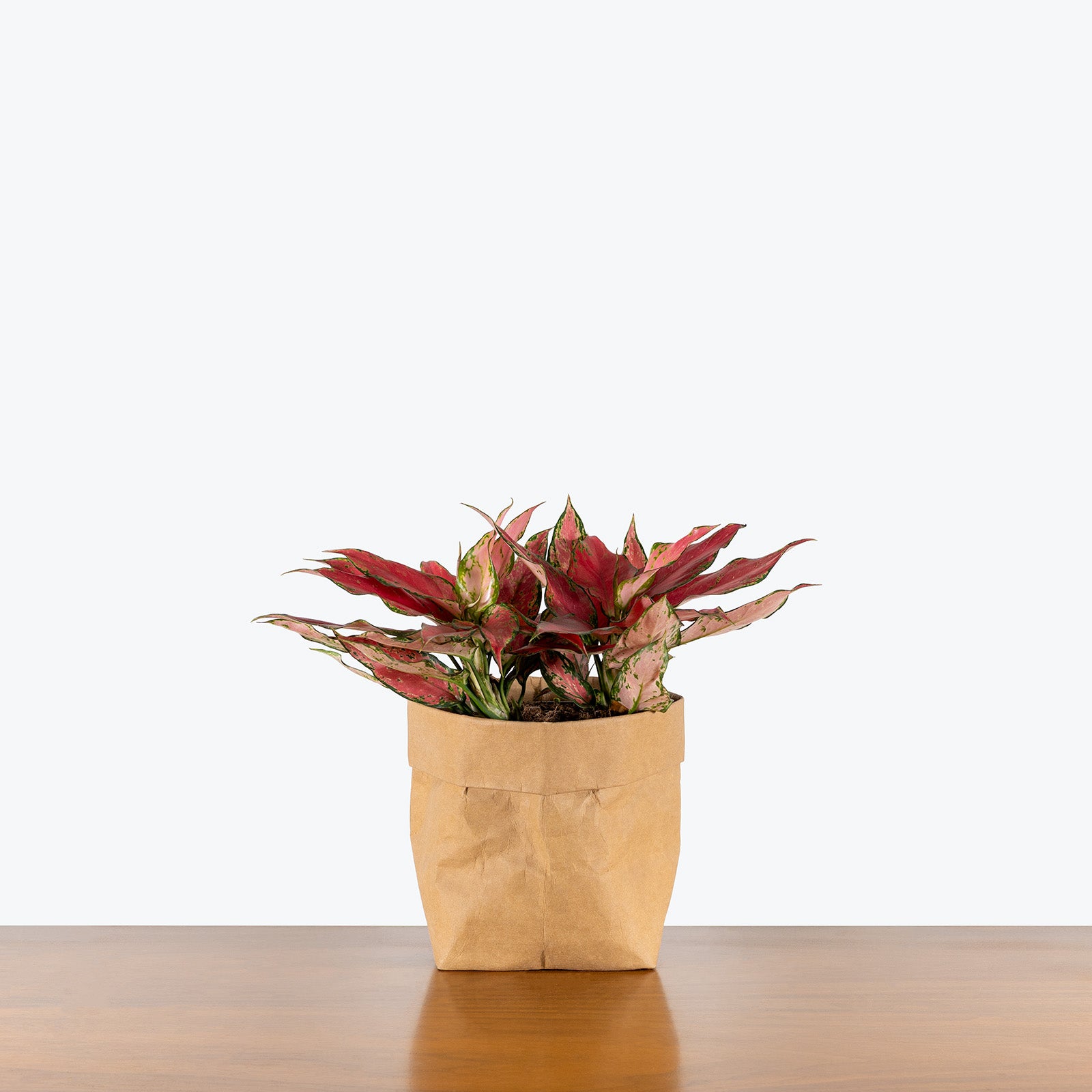 Chinese Evergreen Aglaonema Red Majesty | Care Guide and Pro Tips - Delivery from Toronto across Canada - JOMO Studio