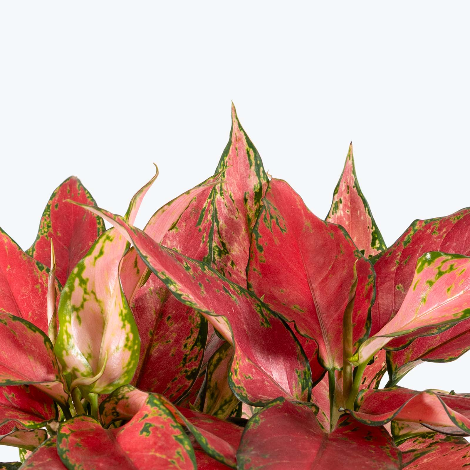 Chinese Evergreen Aglaonema Red Majesty | Care Guide and Pro Tips - Delivery from Toronto across Canada - JOMO Studio