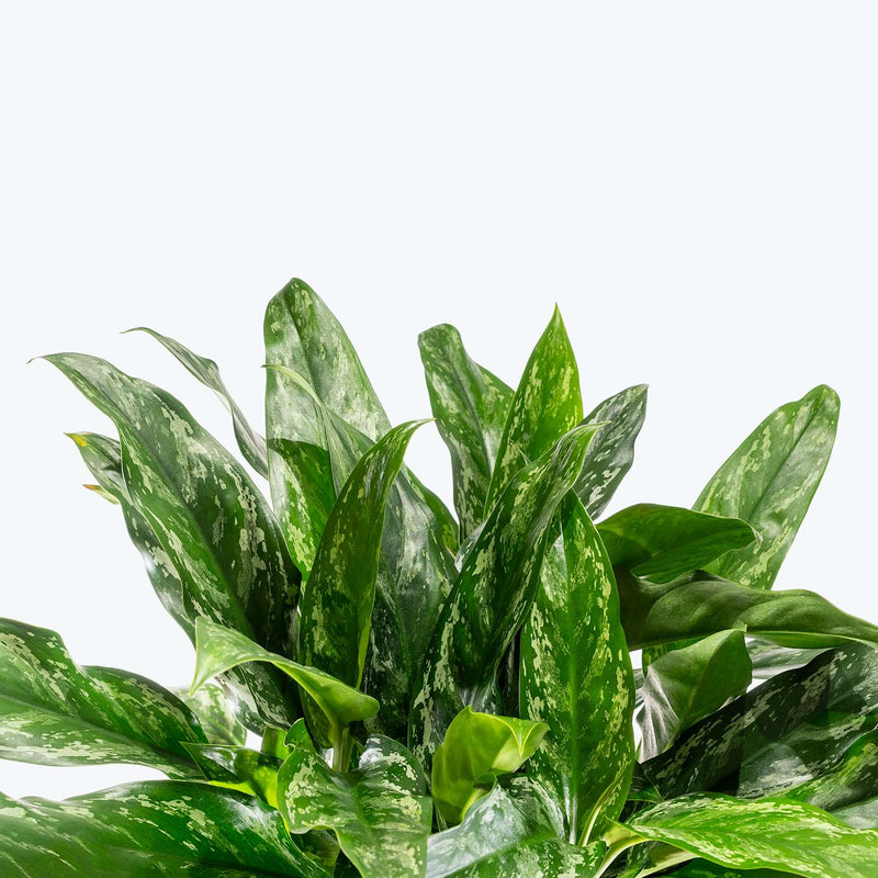 Chinese Evergreen Aglaonema Shades | Care Guide and Pro Tips - Delivery from Toronto across Canada - JOMO Studio