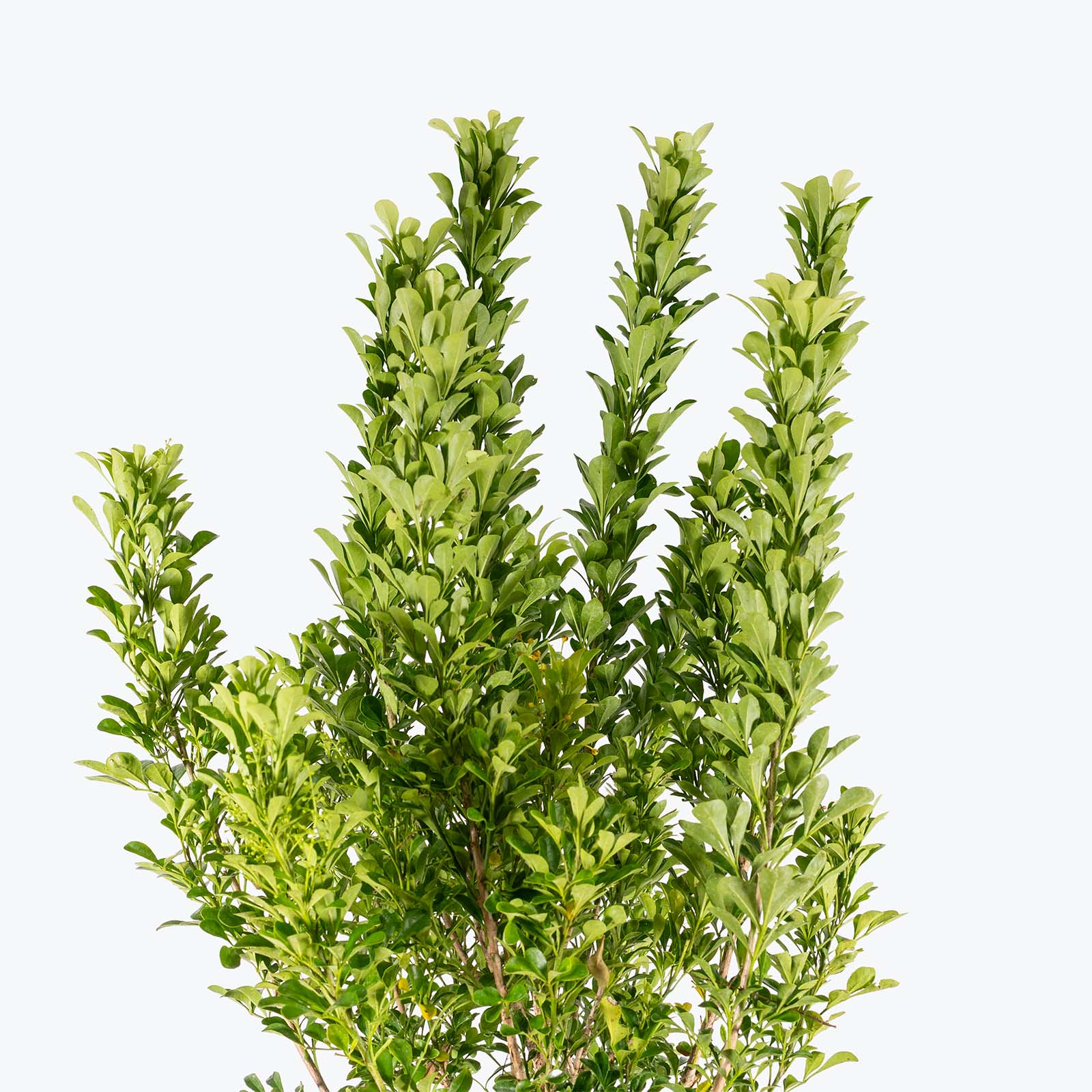 Chinese Perfume Plant | Aglaia odorata | Care Guide and Pro Tips - Delivery from Toronto across Canada - JOMO Studio