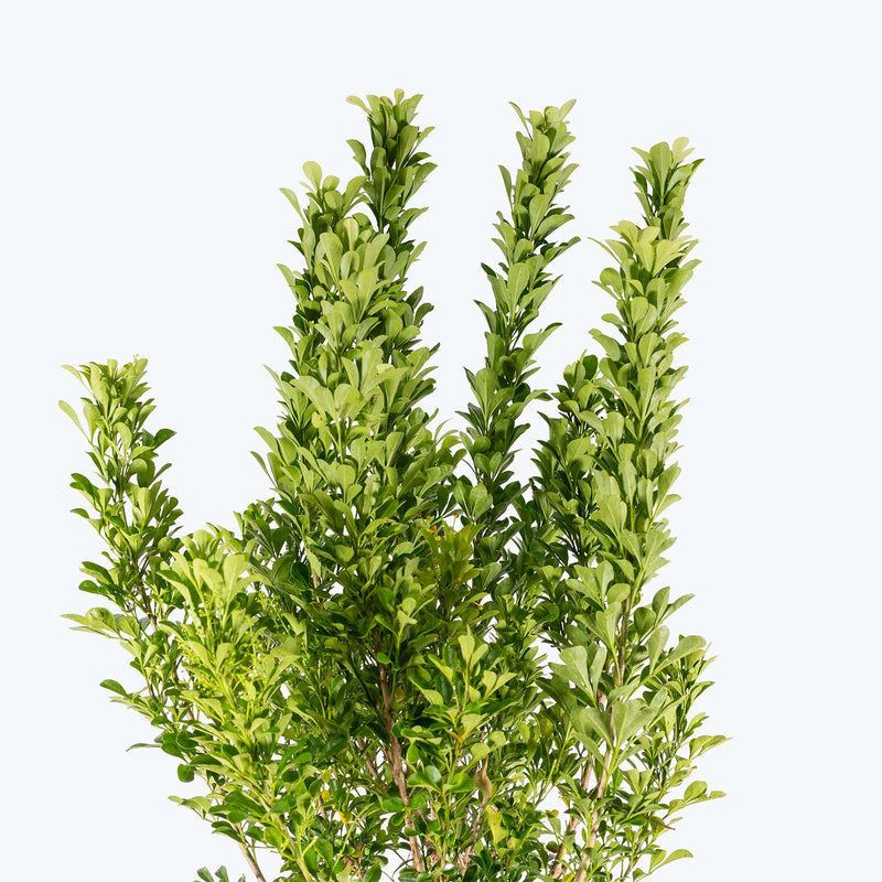 Chinese Perfume Plant | Aglaia odorata | Care Guide and Pro Tips - Delivery from Toronto across Canada - JOMO Studio