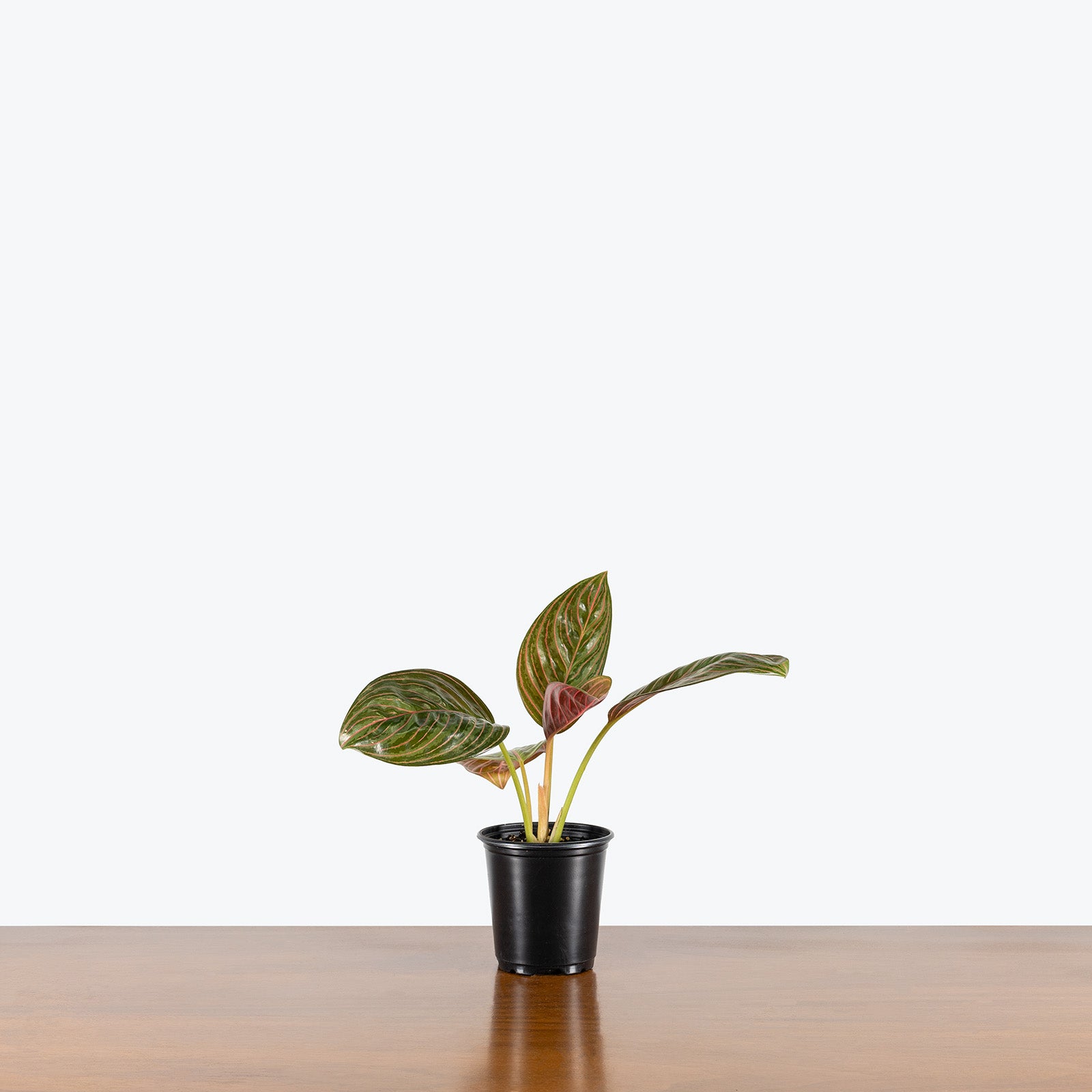 Chinese Evergreen Aglaonema Chocolate | Care Guide and Pro Tips - Delivery from Toronto across Canada - JOMO Studio