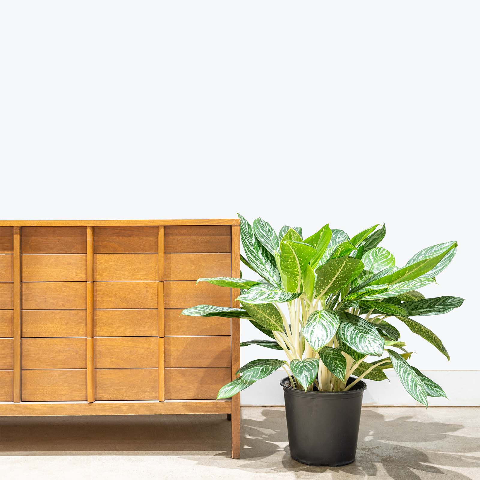 Chinese Evergreen Golden Madonna | Aglaonema | Care Guide and Pro Tips - Delivery from Toronto across Canada - JOMO Studio