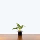 Chinese Evergreen Silver Bay — 4" Pot