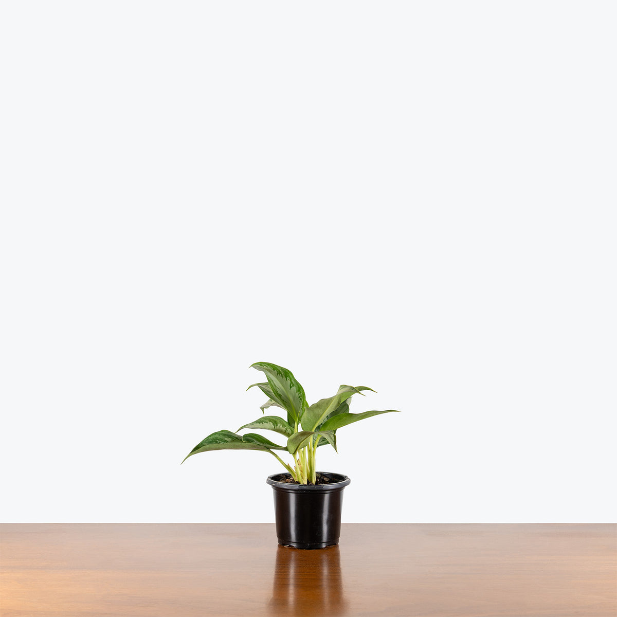 Chinese Evergreen Silver Bay | Aglaonema | Care Guide and Pro Tips - Delivery from Toronto across Canada - JOMO Studio