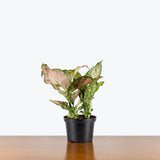 Chinese Evergreen Valentine — 6" Pot