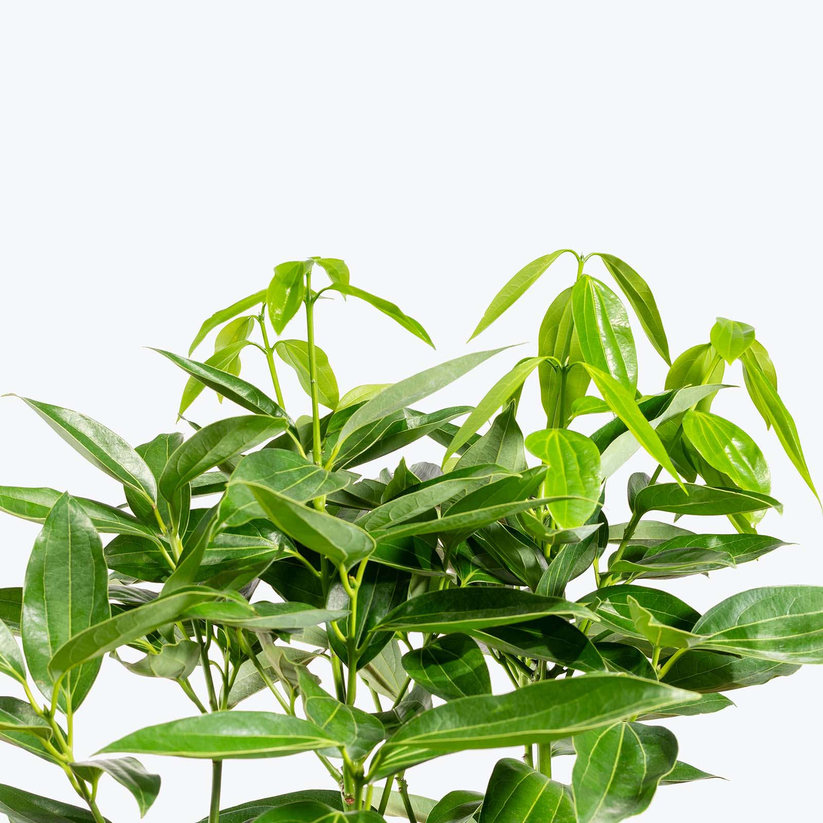 Cinnamon Plant | Care Guide and Pro Tips - Delivery from Toronto across Canada - JOMO Studio