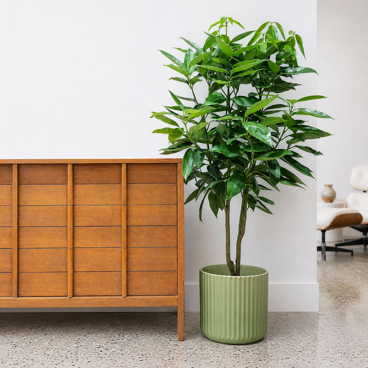indoor cinnamon plant Cinnamon Plant | Care Guide and Pro Tips - Delivery from Toronto across Canada