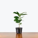 Cinnamon Plant — 6" Pot