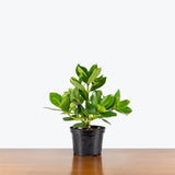 Clusia Rosea — 6" Pot