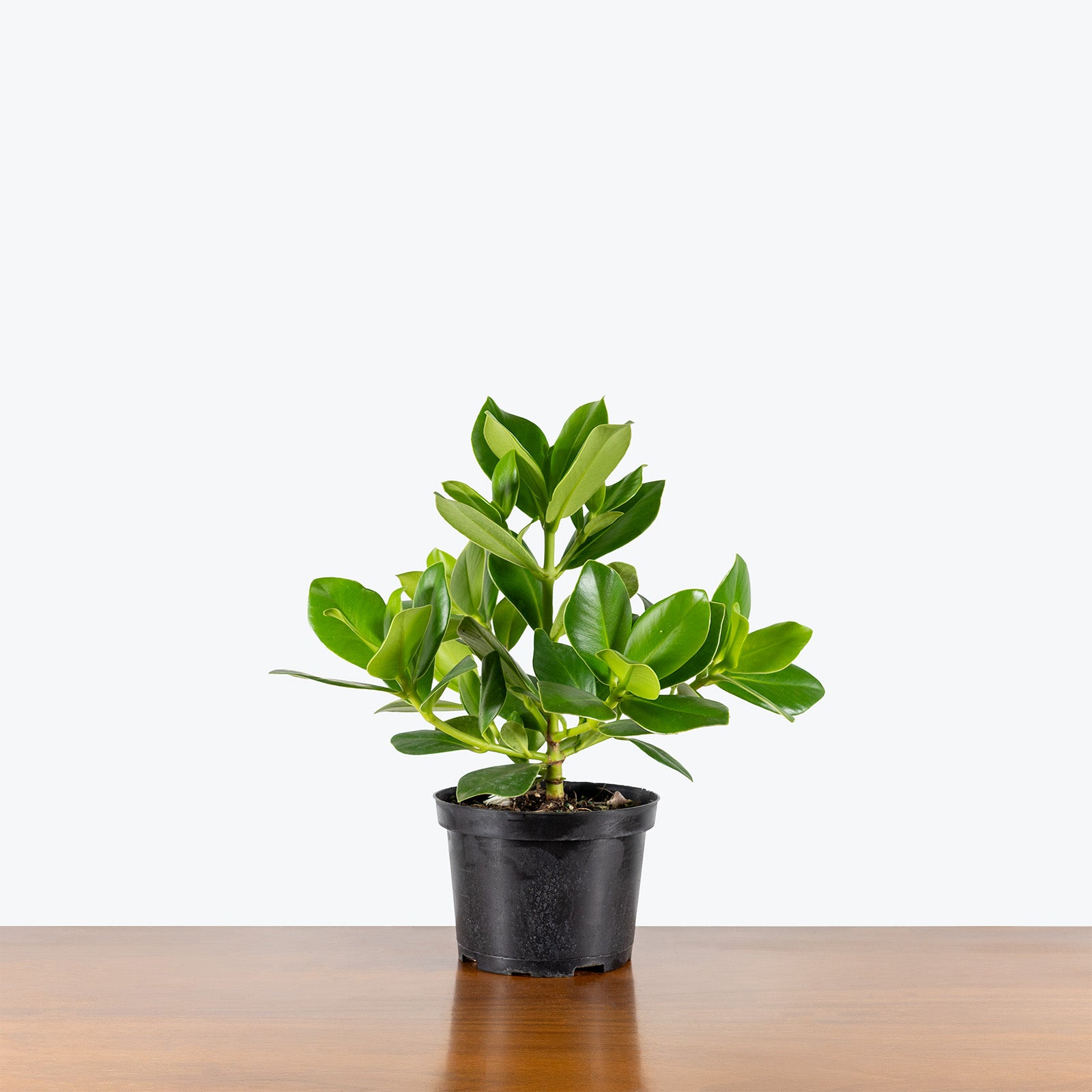 Clusia Rosea | Clusia Princess | Care Guide and Pro Tips - Delivery from Toronto across Canada - JOMO Studio