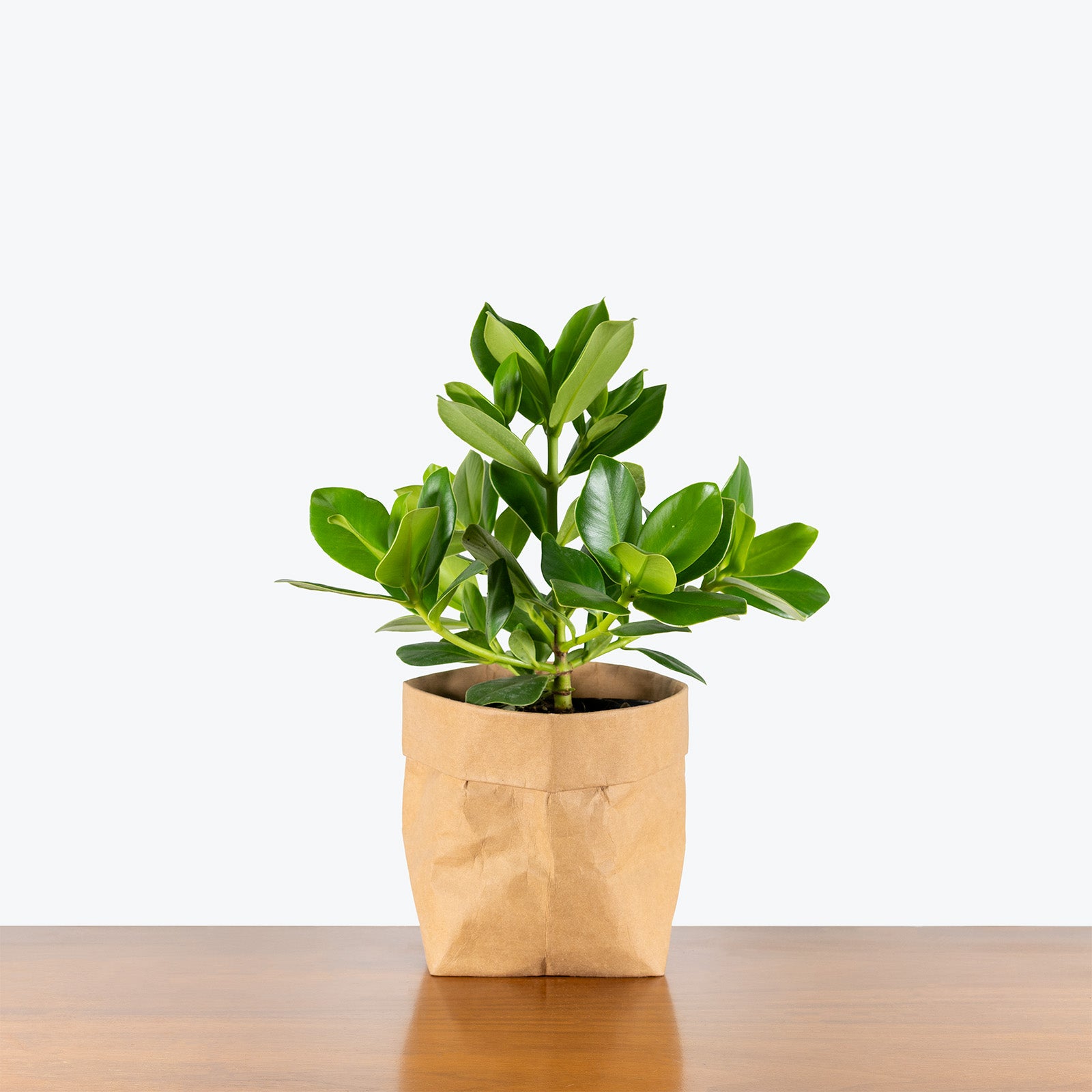 Clusia Rosea | Clusia Princess | Care Guide and Pro Tips - Delivery from Toronto across Canada - JOMO Studio