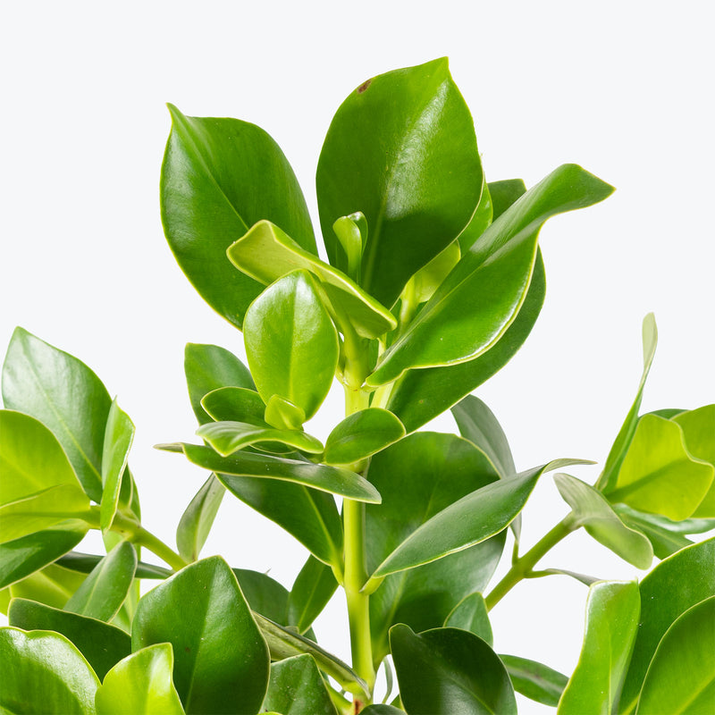 Clusia Rosea | Clusia Princess | Care Guide and Pro Tips - Delivery from Toronto across Canada - JOMO Studio