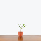Cojoba Arborea — 4" Pot - Seed Grown