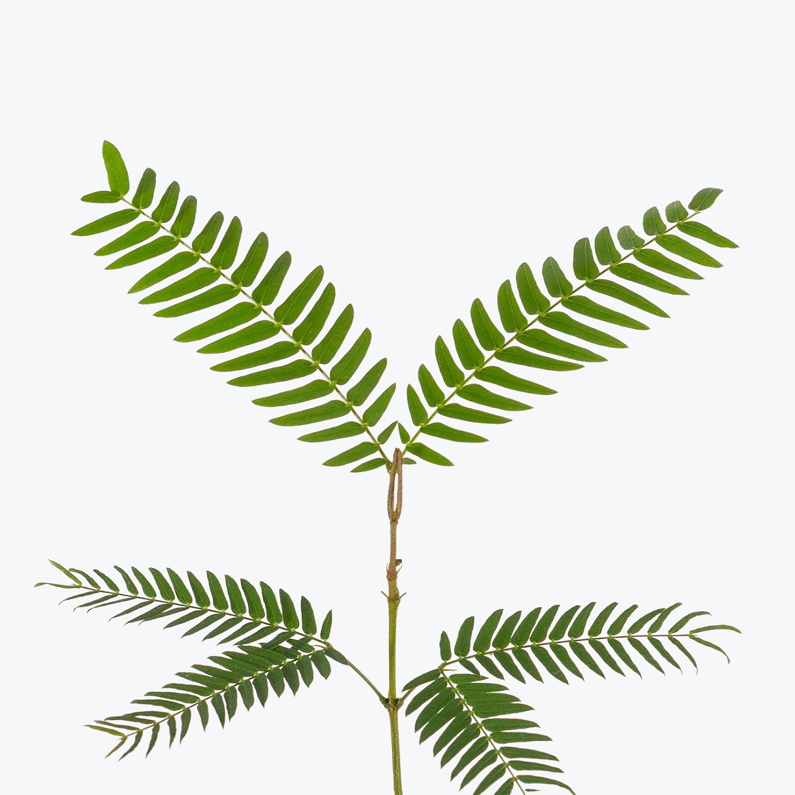 Cojoba Arborea | Care Guide and Pro Tips - Delivery from Toronto across Canada - JOMO Studio