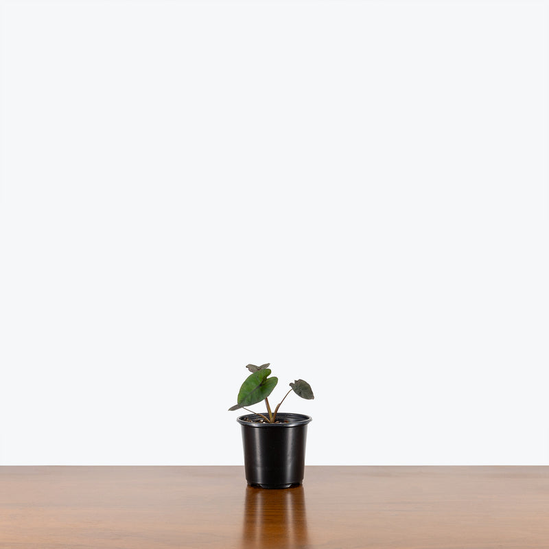 Colocasia Black Runner - House Plants Delivery Toronto - JOMO Studio