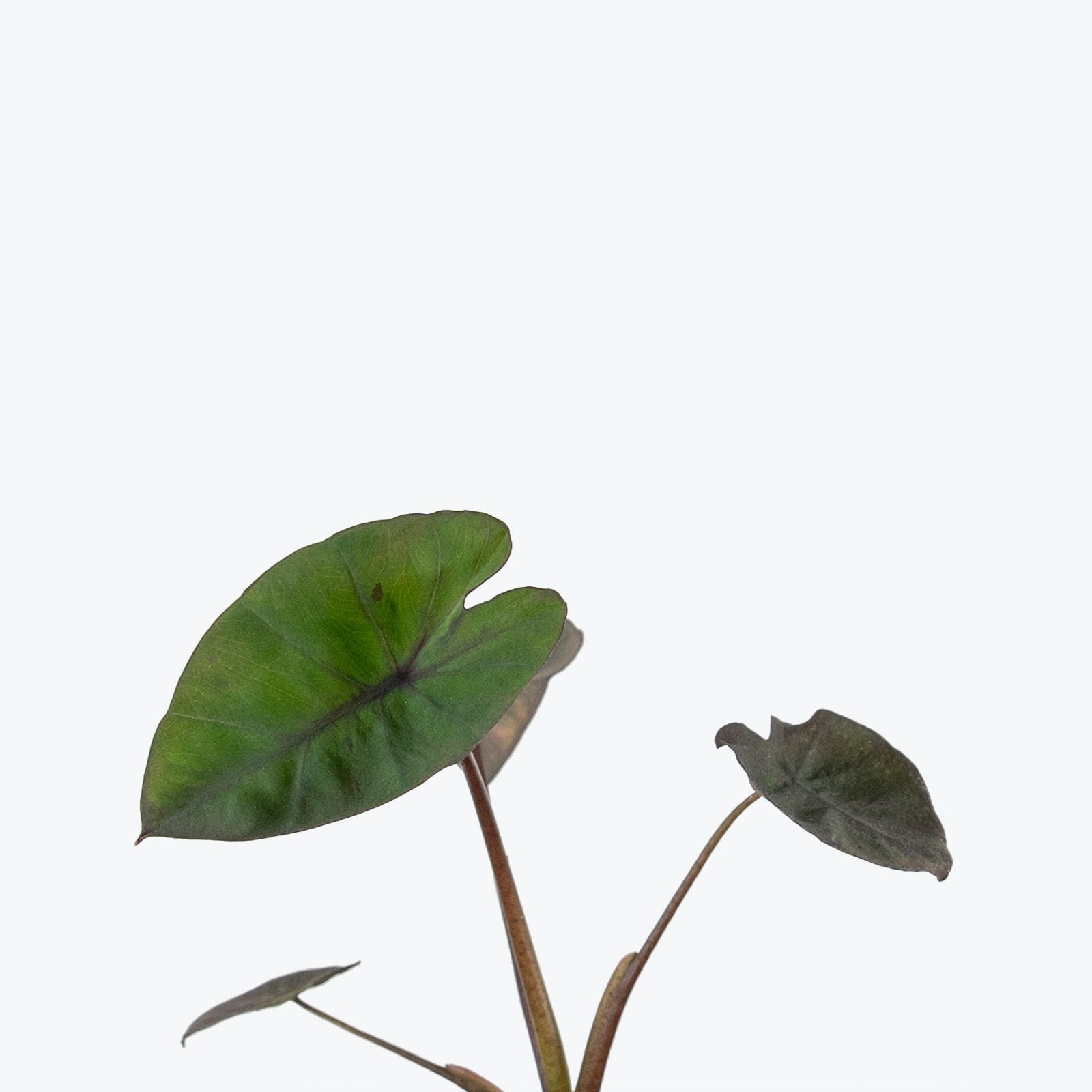 Colocasia Black Runner - House Plants Delivery Toronto - JOMO Studio