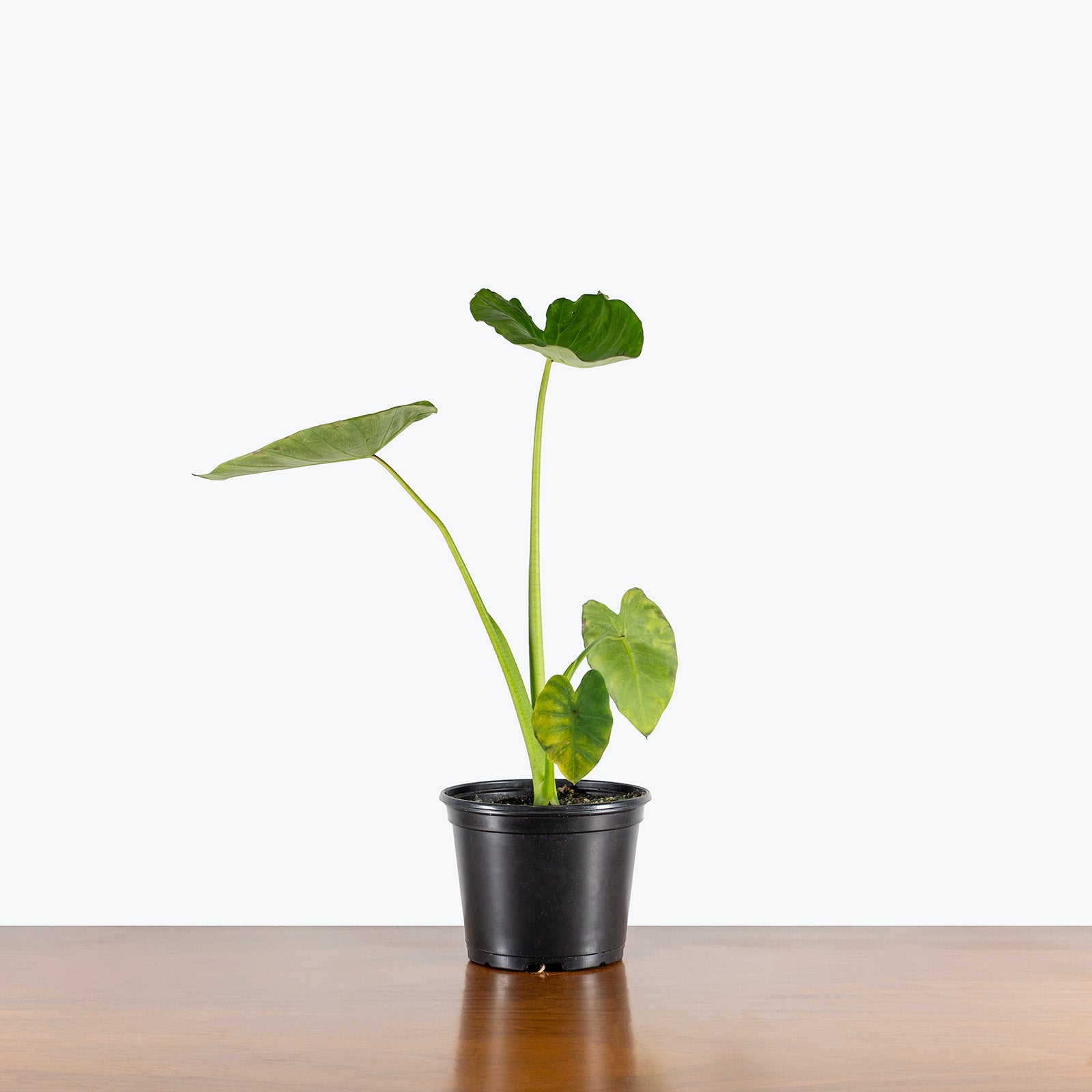 Colocasia Maui Sunrise | Care Guide and Pro Tips - Delivery from Toronto across Canada - JOMO Studio