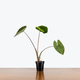 Colocasia Tropical Storm - House Plants Delivery Toronto - JOMO Studio